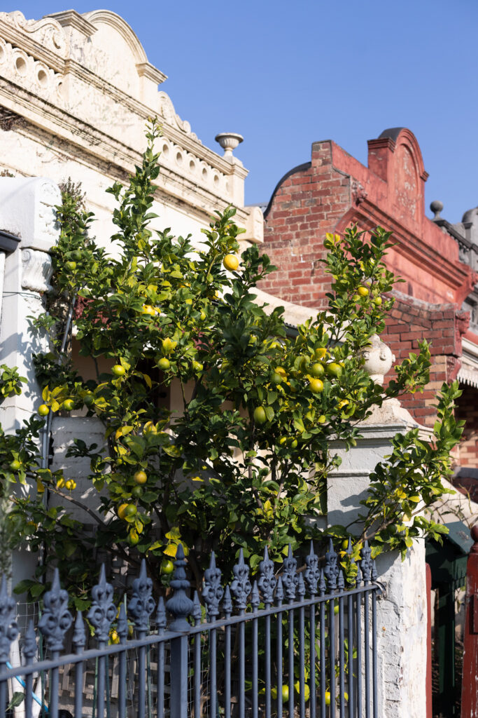 a lemon tree in front of a house