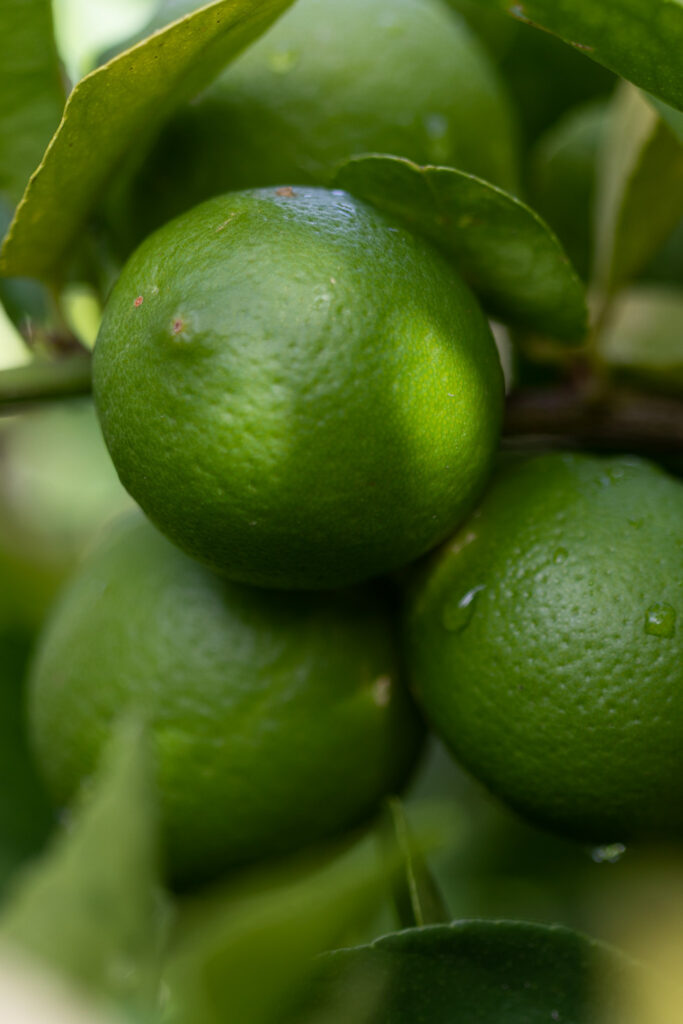 lime tree